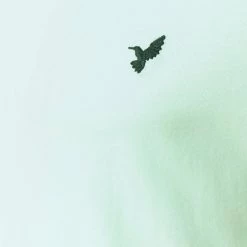 Budget 😀 Réduction Pier One T-shirt basique t-shirts col rond homme 🔔 -Pier One Soldes Magasin aa75eabb00fe4d03a62c6a634ae2c33e